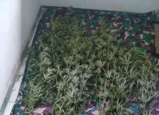 Saat Patroli, TNI Temukan Ladang Ganja